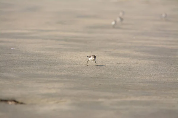 Plover Shore Birds Flying Beach Fog — Stock Photo, Image