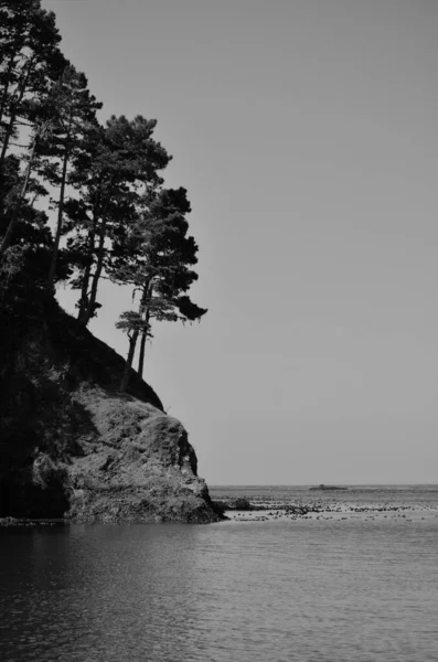 高大的松树生长在通往海洋的悬崖边上 — 图库照片