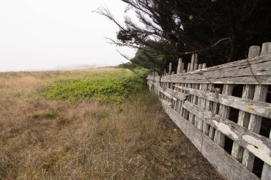 Çitli ve sisli kıyı sedir ağacı