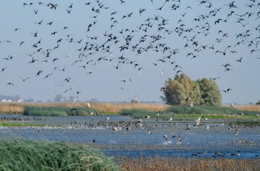 Büyük oranda ördek su kuşu sürüsü sulak alanlarda uçuyor.