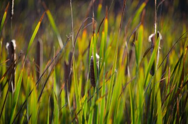 Kedi kuyruğu sazlıkları yandı.