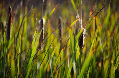 Kedi kuyruğu sazlıkları yandı.
