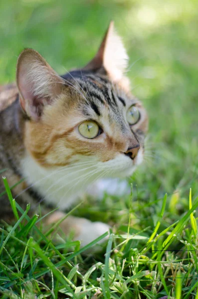 Tekir Kedi Uyarısı Portre Çimeni — Stok fotoğraf