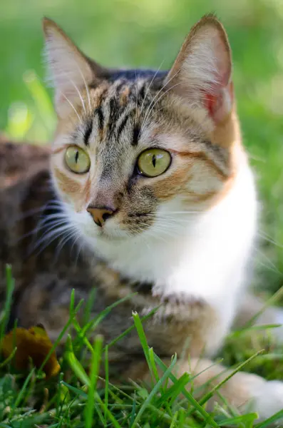 Tekir Kedi Uyarısı Portre Çimeni — Stok fotoğraf