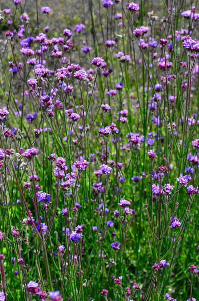 Large Group Small Purple Flowers Tall Green Stems — Stock Photo, Image