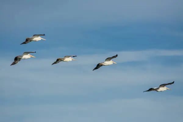 Amerikan beyaz pelikanları düzen içinde uçuyor.