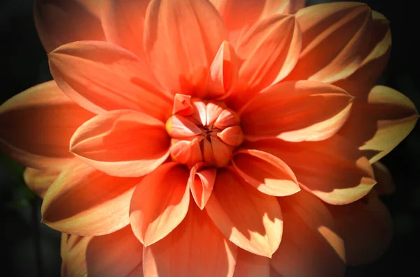 Dahlia Flor Flor —  Fotos de Stock