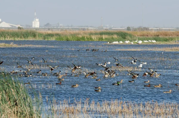 Büyük Ördek Sürüsü Sulak Alanlara Iniyor — Stok fotoğraf
