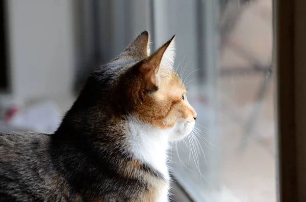 Kedi Pencereden Dışarı Bakıyor — Stok fotoğraf