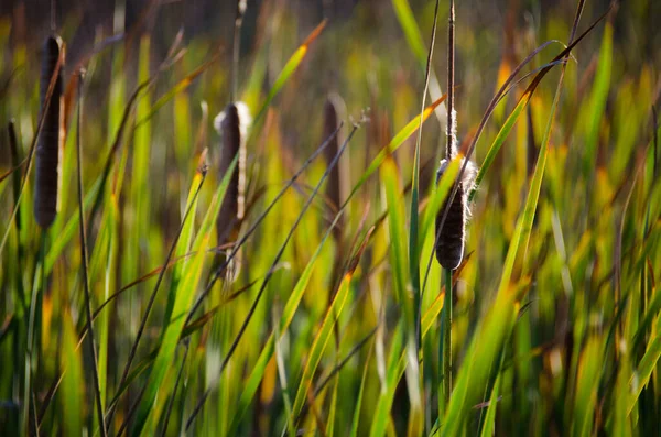 Cattail Reeds Back Lit — Stock Photo, Image