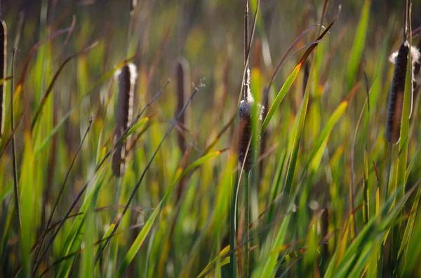 Cattail Reeds Seed Blowing Wind — Stock Photo, Image