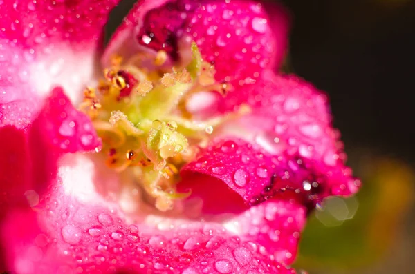 Różowy Kwiat Kropelek Wody — Zdjęcie stockowe
