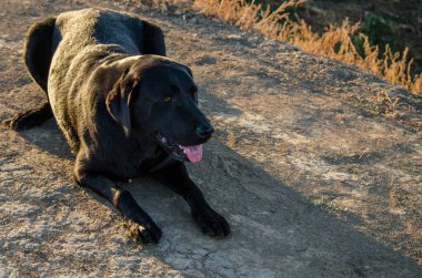 Kara labrador av köpeği yerde yatıyor.
