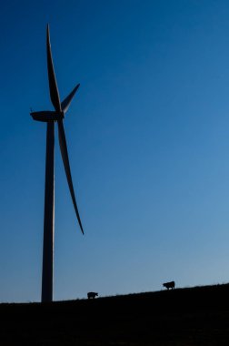 Dev rüzgar türbini temiz yenilenebilir rüzgar enerjisi ve aşağıdaki sığırlar otluyor.