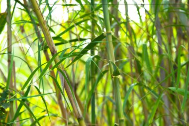 Yeşil bambu duvar doğal arka plan