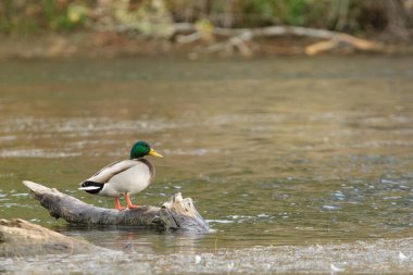 Bir yaban ördeği hareket halindeki akıntıya yakalanmak için kütüğün üzerinde durur..