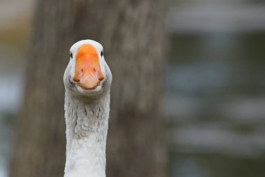 Beyaz bir çiftlik kazının yakın plan fotoğrafı..
