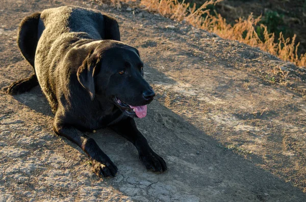 Anjing Labrador Hitam Sedang Berbaring — Stok Foto