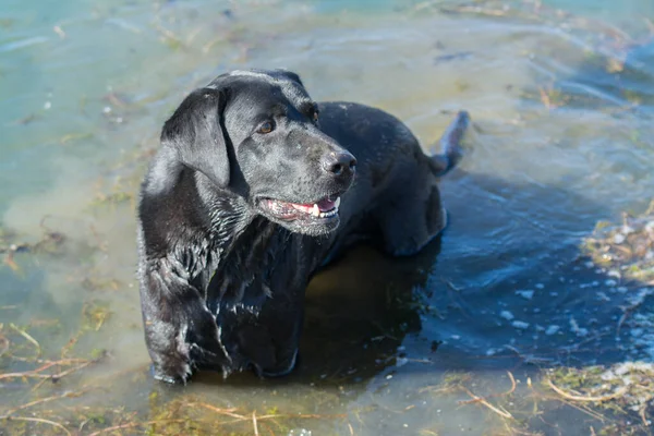 Schwarzer Labrador Retriever Draußen Wasser — Stockfoto