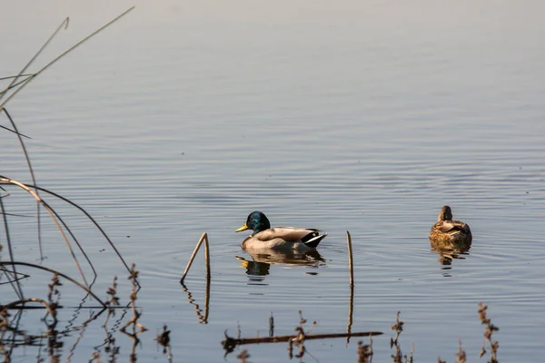 Mallard Duck Male Females Drake Hens Swimming Wetlands — Stock Photo, Image