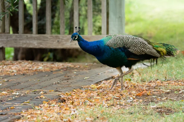 Peacock Walking Een Park — Stockfoto