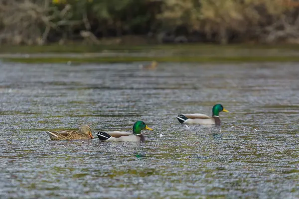 雄性和雌性野鸭在平静的湖面上游泳 这是大自然的奇迹 — 图库照片