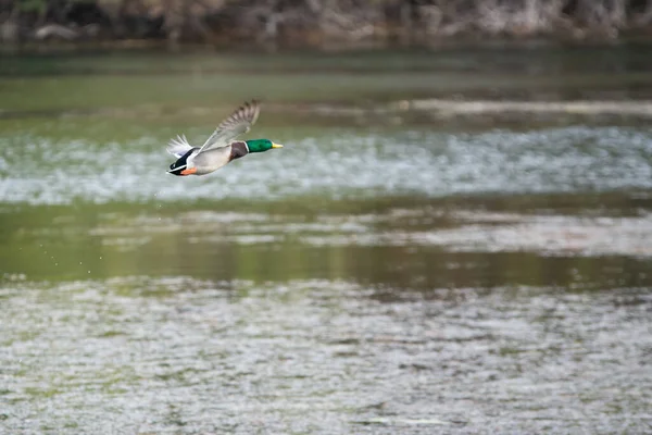 Stockente Erpel Entenvogel Fliegt Tief Über Wasser — Stockfoto