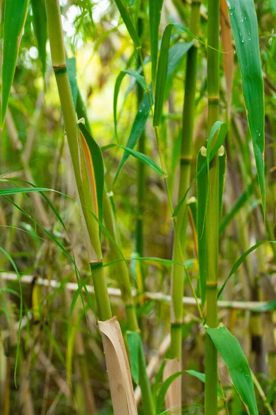 Green Bamboo Wall Natural Nature Background — Stock Photo, Image