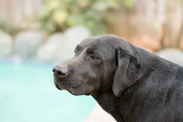 Negro Labrador Retriever Perro Oliendo Aire —  Fotos de Stock