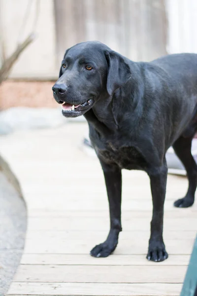 Männlicher Schwarzer Labrador Stehend — Stockfoto