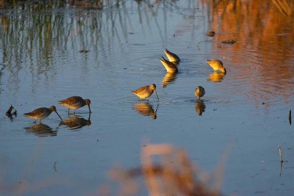 Fütterungsschwärme Von Kurzschnabeltaubenvögeln Land — Stockfoto
