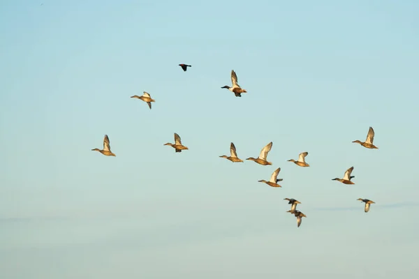 Eine Herde Von Nördlichen Schaufelenten Enten Fliegen Zusammen — Stockfoto