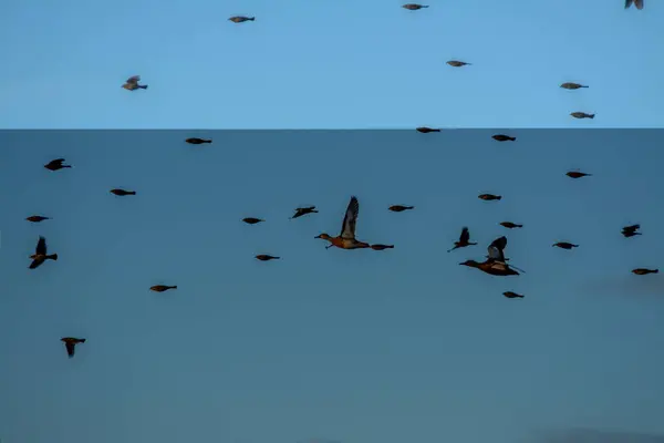 Blick Auf Viele Enten Flug Vor Strahlend Blauem Himmel — Stockfoto