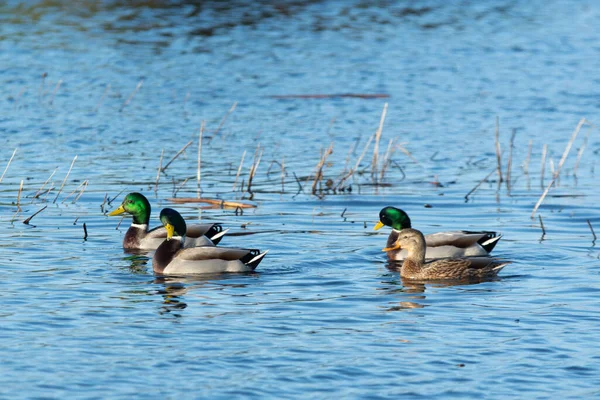 Mallard Duck Drakes Male Swimming Wetlands — Stock Photo, Image