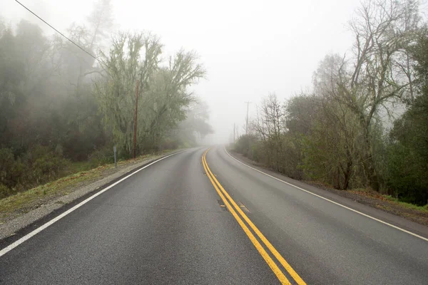Empty forest road with green trees on sides covered with fog