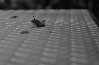 Elmas kaplı çeliğin üzerinde yaprak