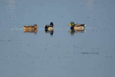Erkek ördek ördeği dişilerin yüzüşü yüzünden titriyor.