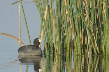 American Coot su kuşu yansımaya bakıyor..