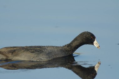 American Coot su kuşu yansımaya bakıyor..