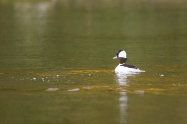 Bufalo kafalı ördek erkek drake yüzen su