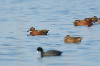 Küçük bir tarçınlı ördek sürüsü etrafta yüzerek besleniyor..