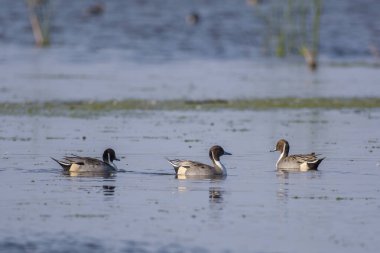Kuzeyli ördeklerden oluşan bir grup suda yüzüyor.
