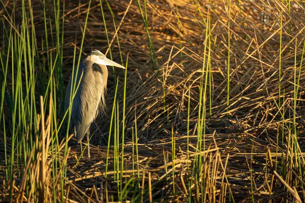 stock image Great blue heron perched in the tall reeds