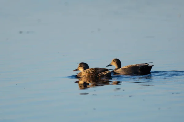 Gadwall Ducks Drake Male Female Hen Swimming — Stock Photo, Image