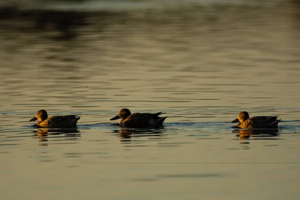 Northern Shoveler Ducks Swimming Water Morning — Stock Photo, Image