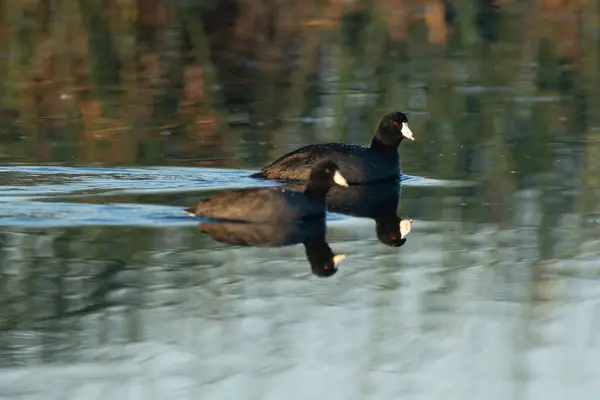 Amerikanische Blässhuhn Wasservögel Schwimmen Wasser — Stockfoto