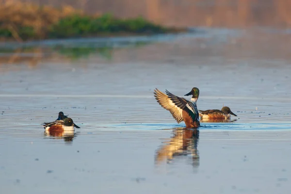 Northern Shoveler Duck Drake Water Flapping Wings — Stock Photo, Image