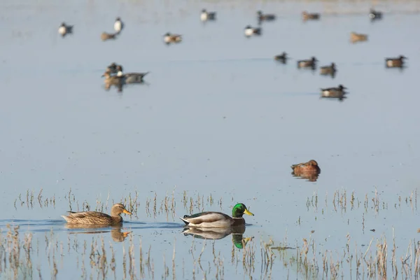 野鸭鸭在鸭塘湿地游泳 — 图库照片