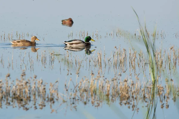 公鸭和母母鸡野鸭在湿地游泳 — 图库照片