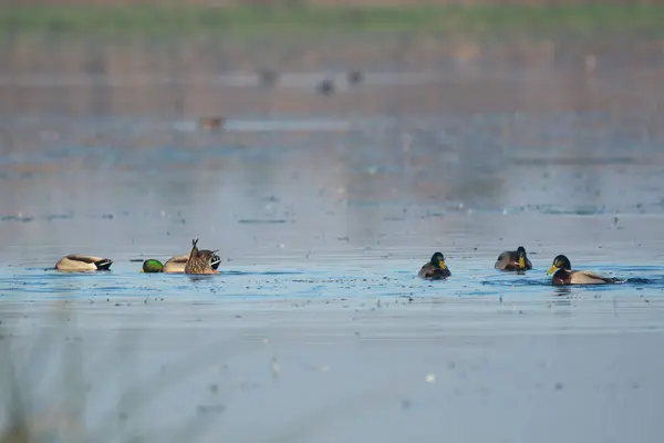 小群野鸭拖曳着在水里嬉游的公野鸭 — 图库照片